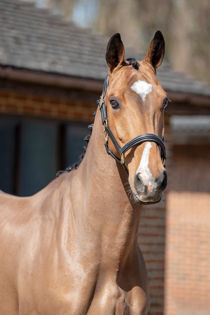 Henry James Comfort 3D Air Headcollar