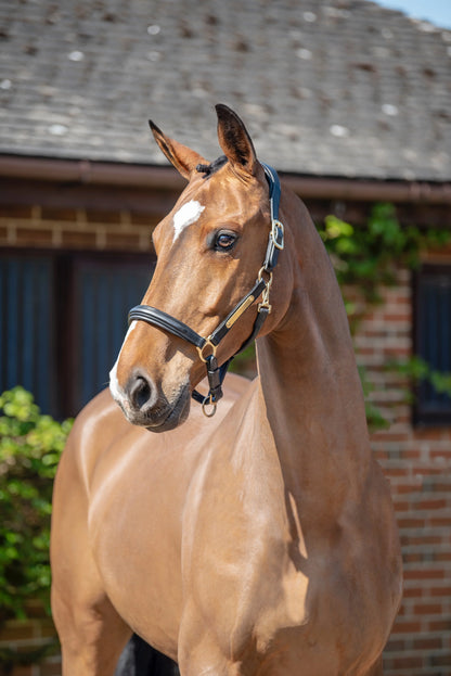 Henry James Comfort 3D Air Headcollar