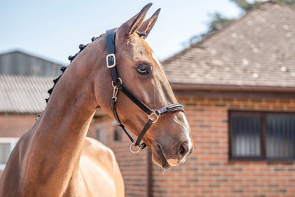 Henry James Comfort 3D Air Headcollar