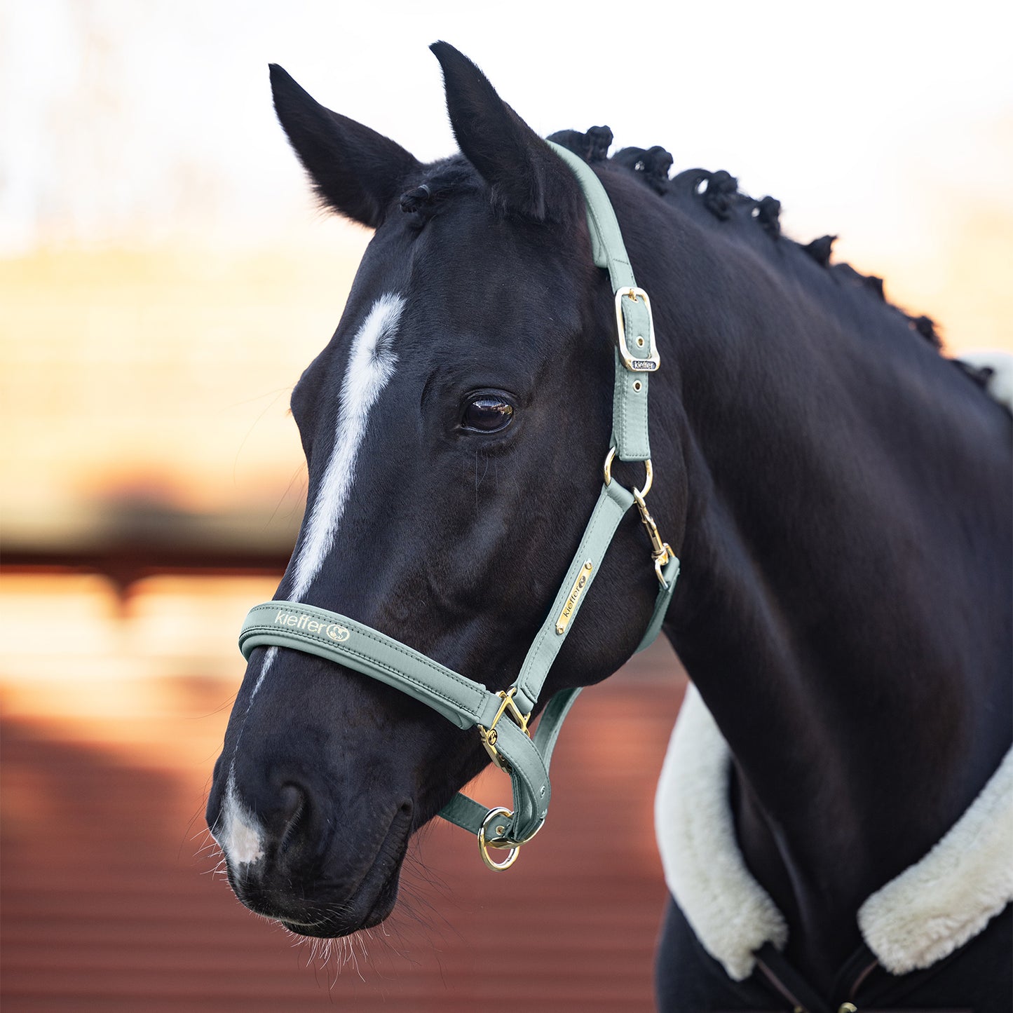 Kieffer Satin Shine Headcollar Burgundy